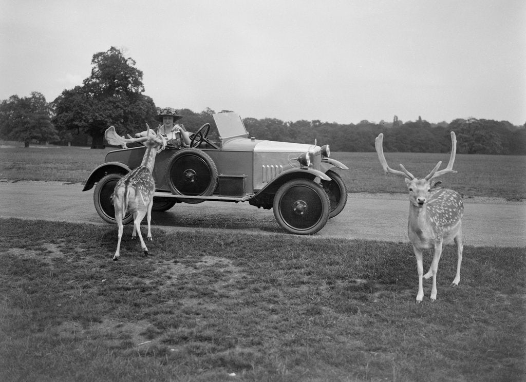 Detail of Woman in a BSA car feeding a deer in Richmond Park, Surrey, c1920s by Bill Brunell