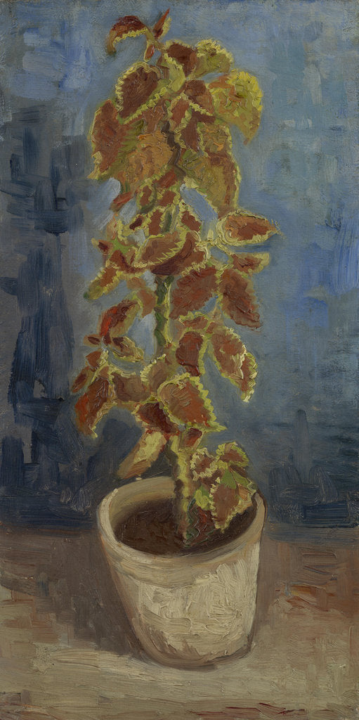 Detail of Flame Nettle in a Flowerpot by Anonymous