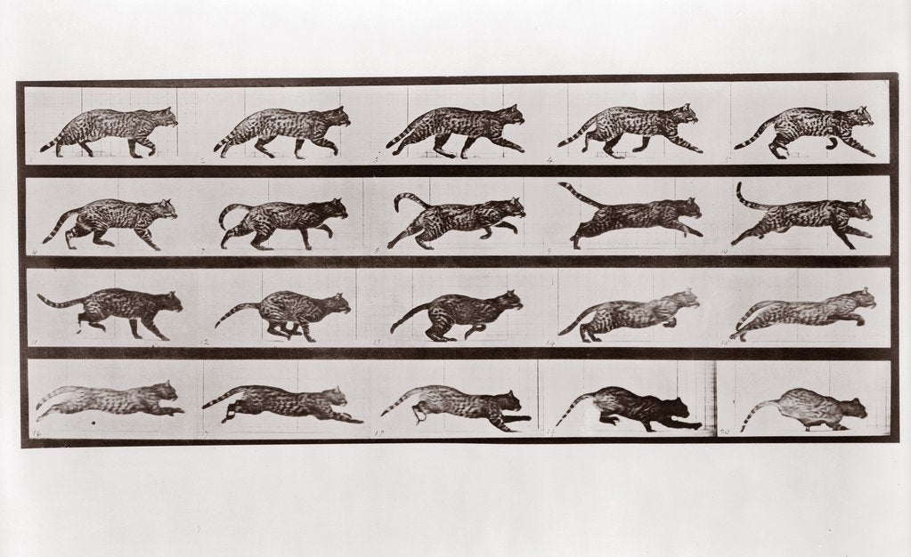 Detail of Cat Trotting and galloping, Plate 717 from Animal Locomotion, 1887 by Anonymous