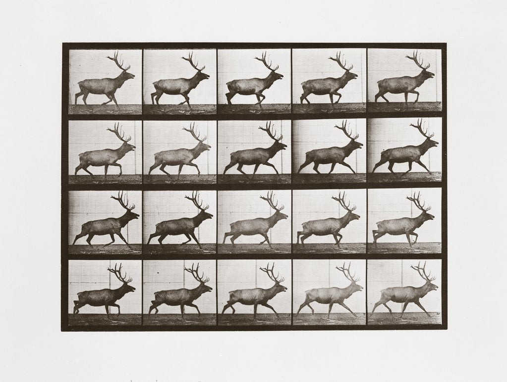 Detail of Elk, Plate 692 from Animal Locomotion, 1887 by Anonymous