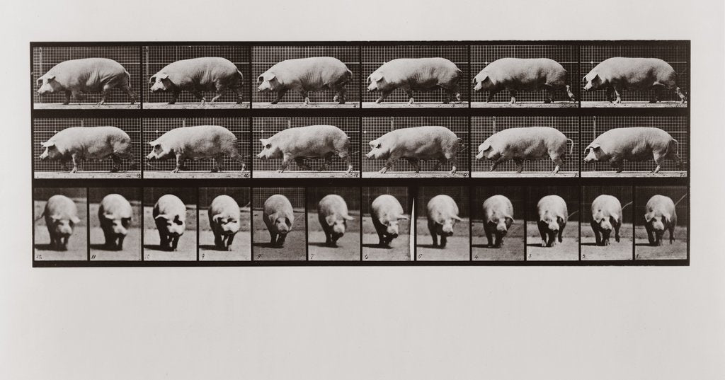 Detail of Pig walking, Plate 673 from Animal Locomotion, 1887 by Anonymous