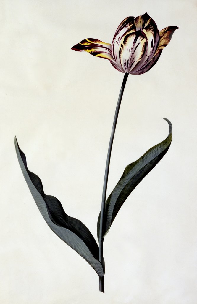 Detail of Tulip, c. 1745 by Anonymous