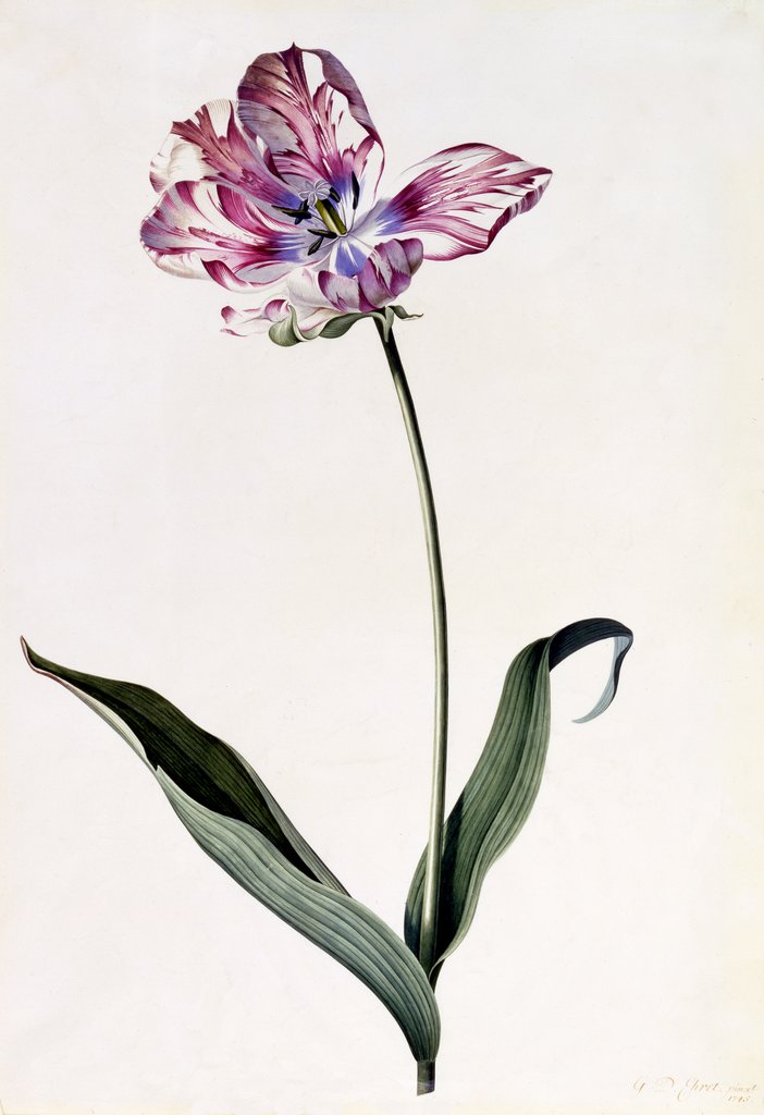 Detail of Tulip, c. 1745 by Anonymous