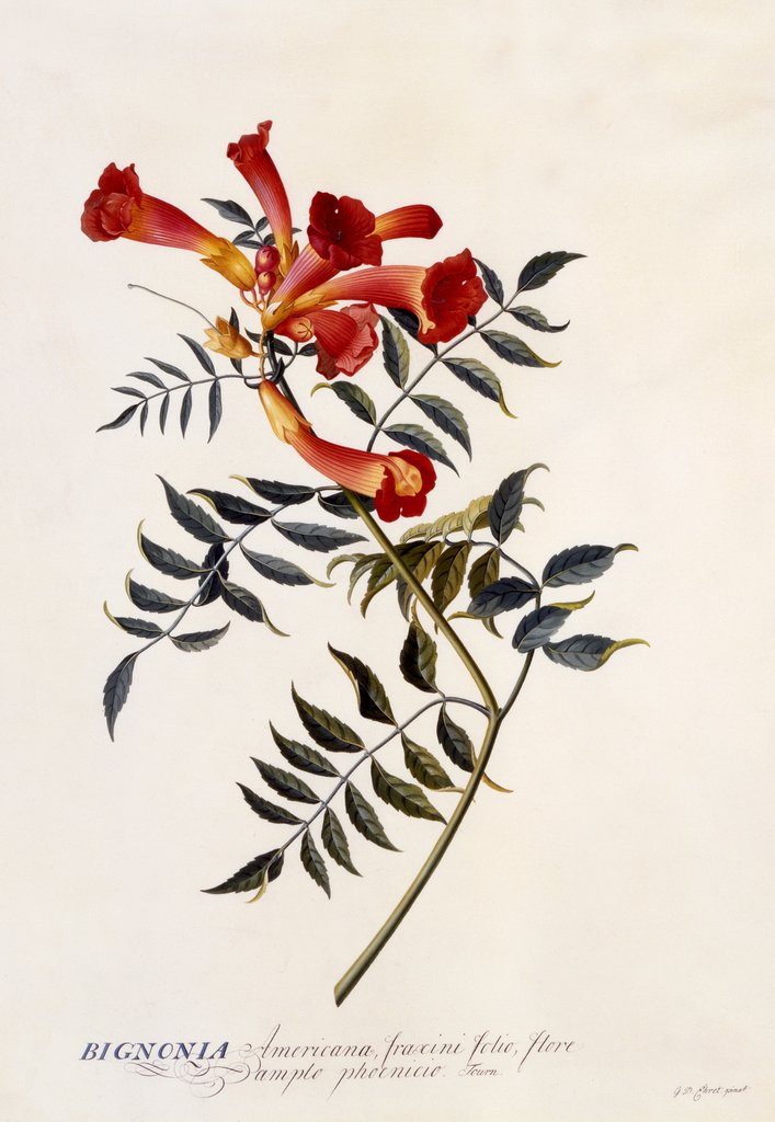 Detail of Bignonia Americana, c. 1743 by Anonymous