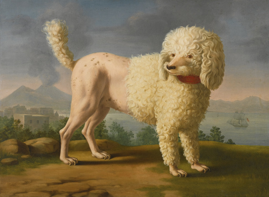 Detail of Portrait of Codina, believed to be lady Hamiltons poodle, the bay of Naples with a British man-of-w by Anonymous