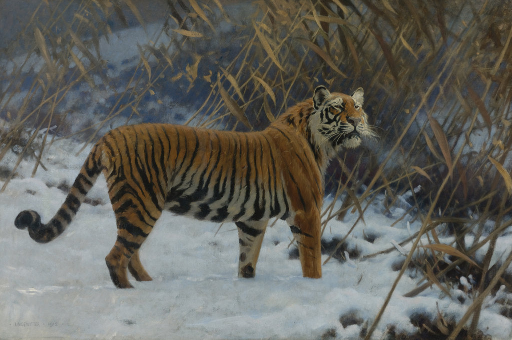 Detail of A tiger in the snow by Anonymous