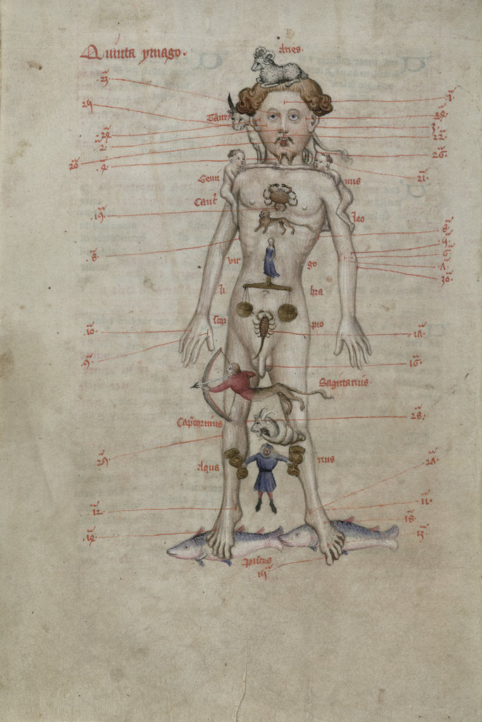 Detail of A Zodiac Man diagram showing the seasons for bloodletting by Anonymous