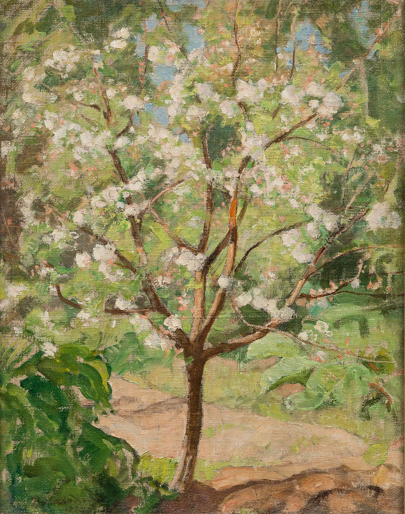 Detail of Blooming apple tree, 1924 by Anonymous