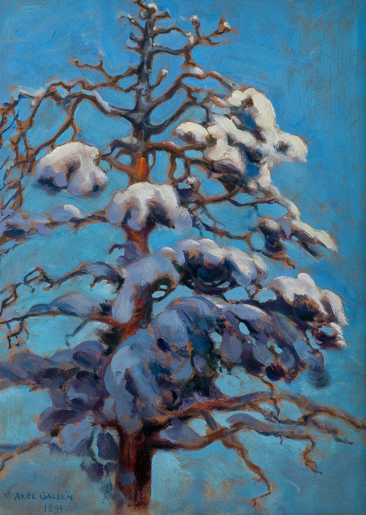 Detail of Snowy Pine Tree, 1899 by Anonymous