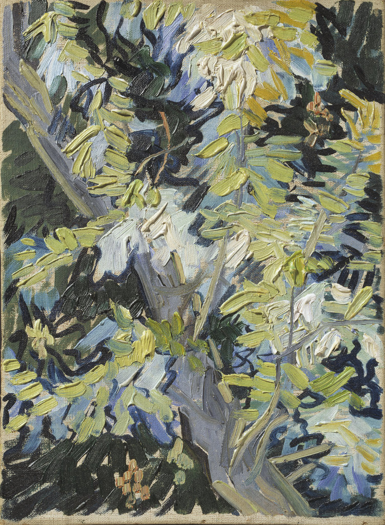 Detail of Acacia Flowering by Anonymous