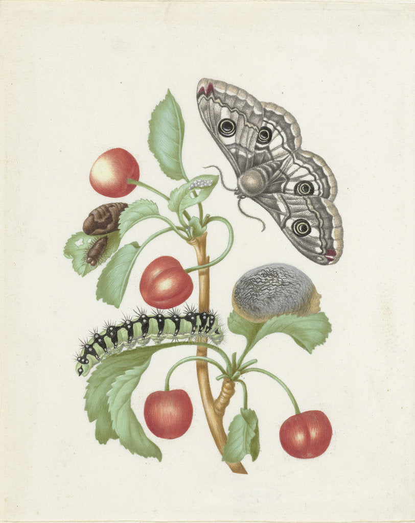 Detail of Transformation of the Night Peacock Eye, 1679 by Anonymous