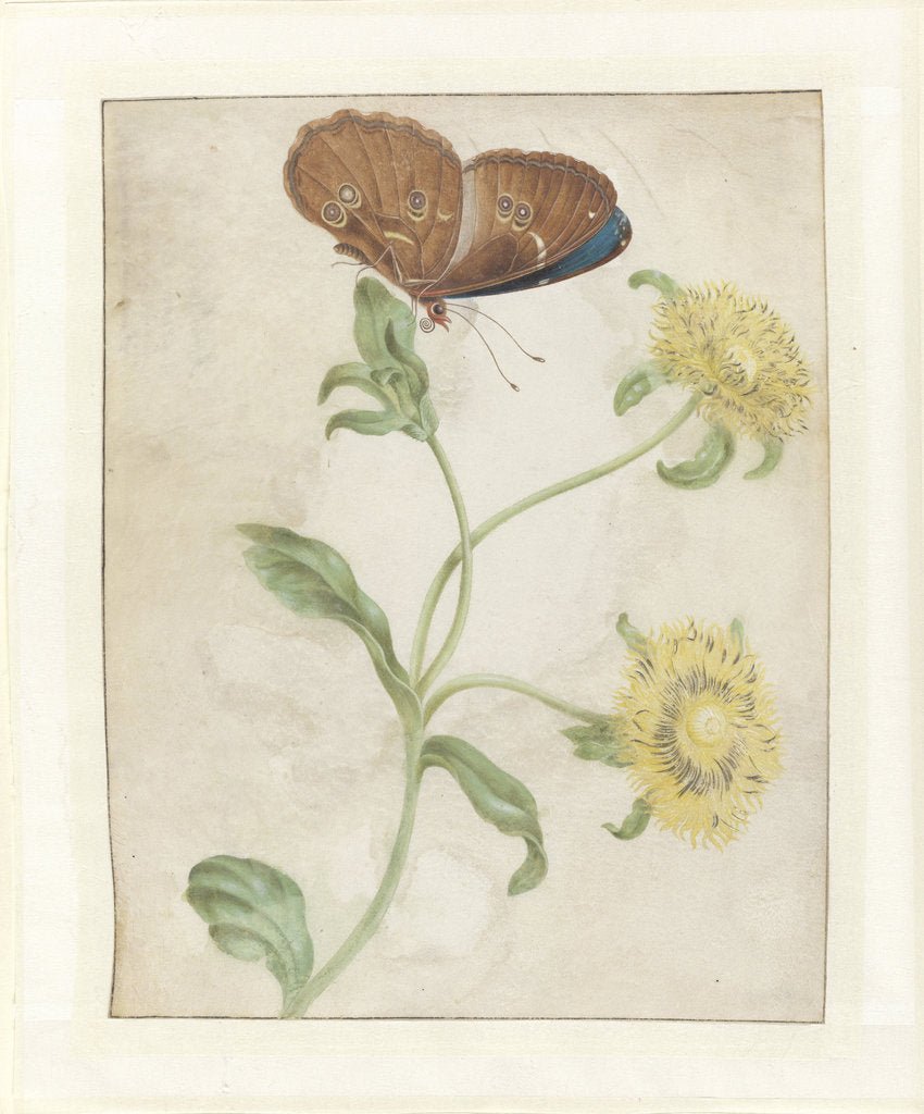 Detail of Butterfly on the bud of a plant with yellow flowers, 1695 by Anonymous