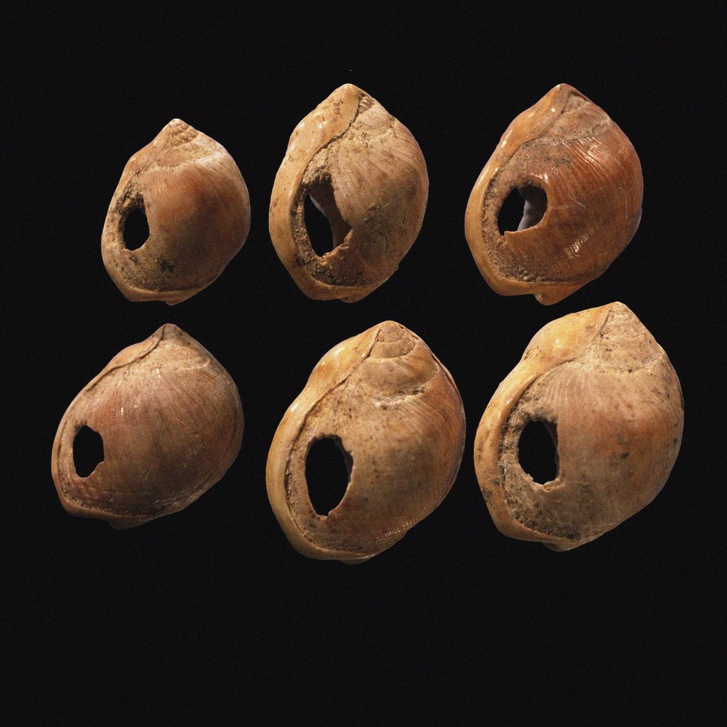 Detail of Perforated shell beads from Blombos Cave, South Africa. The oldest artifact of mankind, 70th millenn by Anonymous