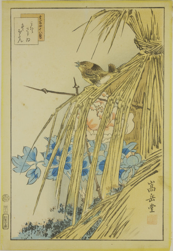 Detail of Winter Wren and WInter Peony, from the series Forty-eight Hawks Drawn from Life, 1859 by Anonymous