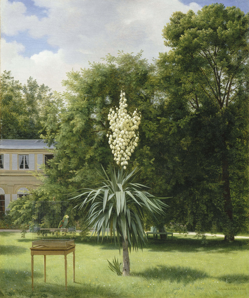 Detail of Yucca Gloriosa in the Park at Neuilly, 1845 by Anonymous