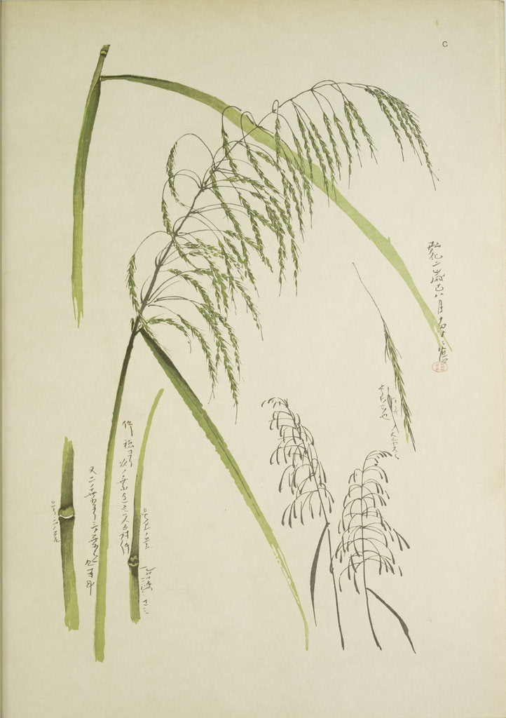 Detail of Study of grass. From: Le Japon Artistique. Documents dart et dindustrie réunis, May 1888, 1845 by Anonymous