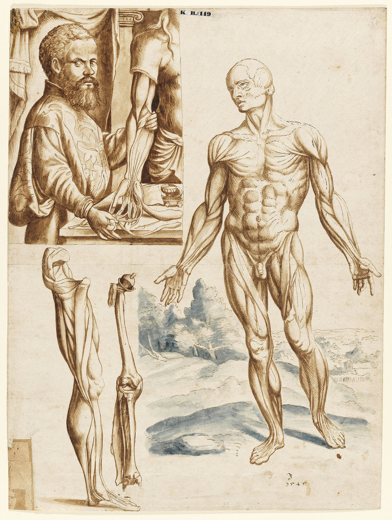 Detail of Écorché with Portrait of Andreas Vesalius, 1545 by Anonymous