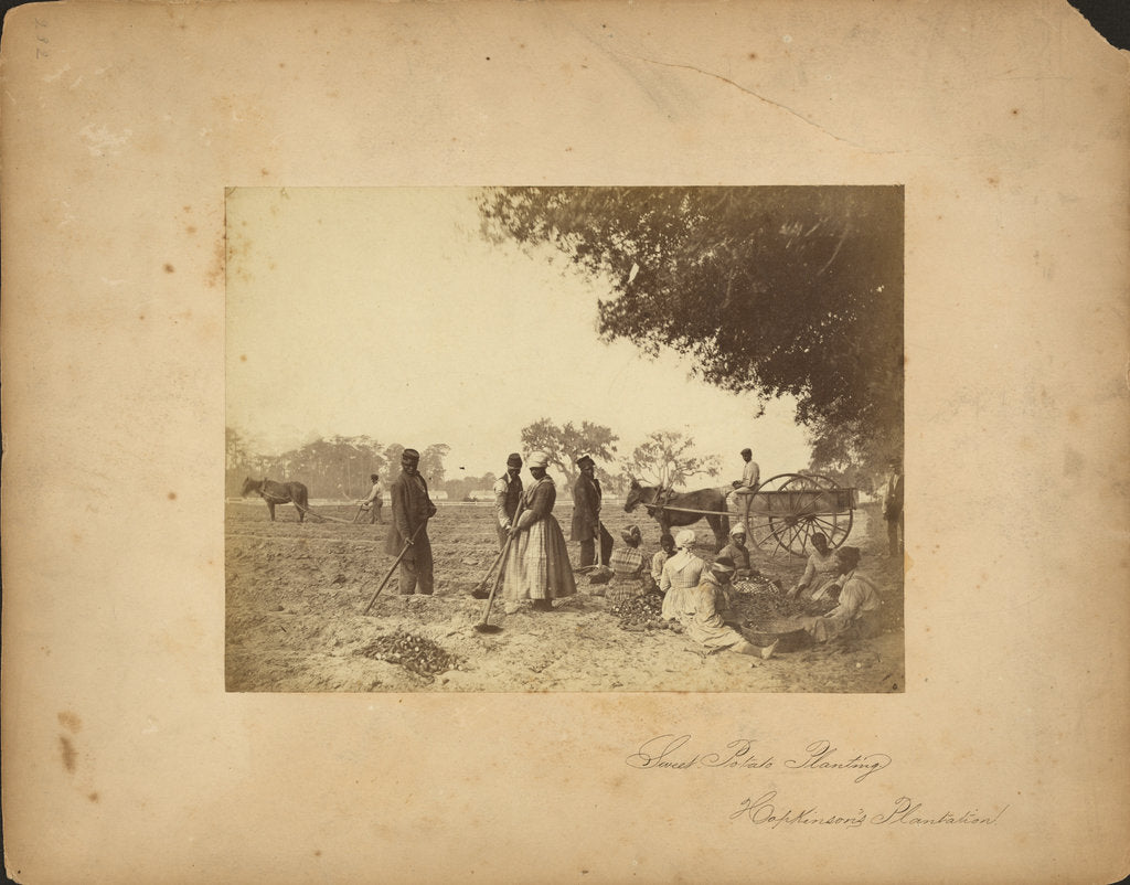 Detail of Slaves working in the sweet potato fields on the Hopkinson plantation, 1862 by Anonymous
