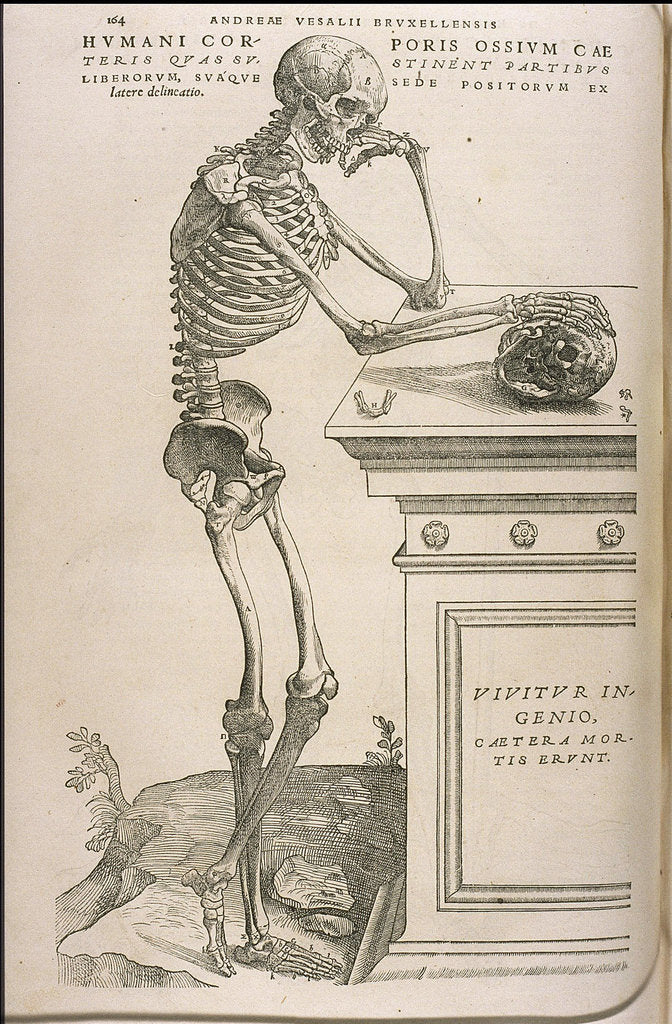 Detail of Illustration from De humani corporis fabrica by Andreas Vesalius, ca 1543 by Anonymous