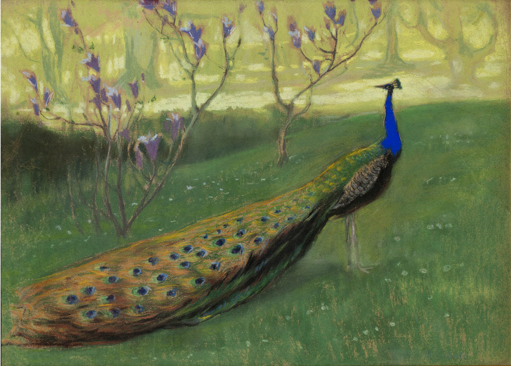Detail of Peacock, after 1900 by Anonymous