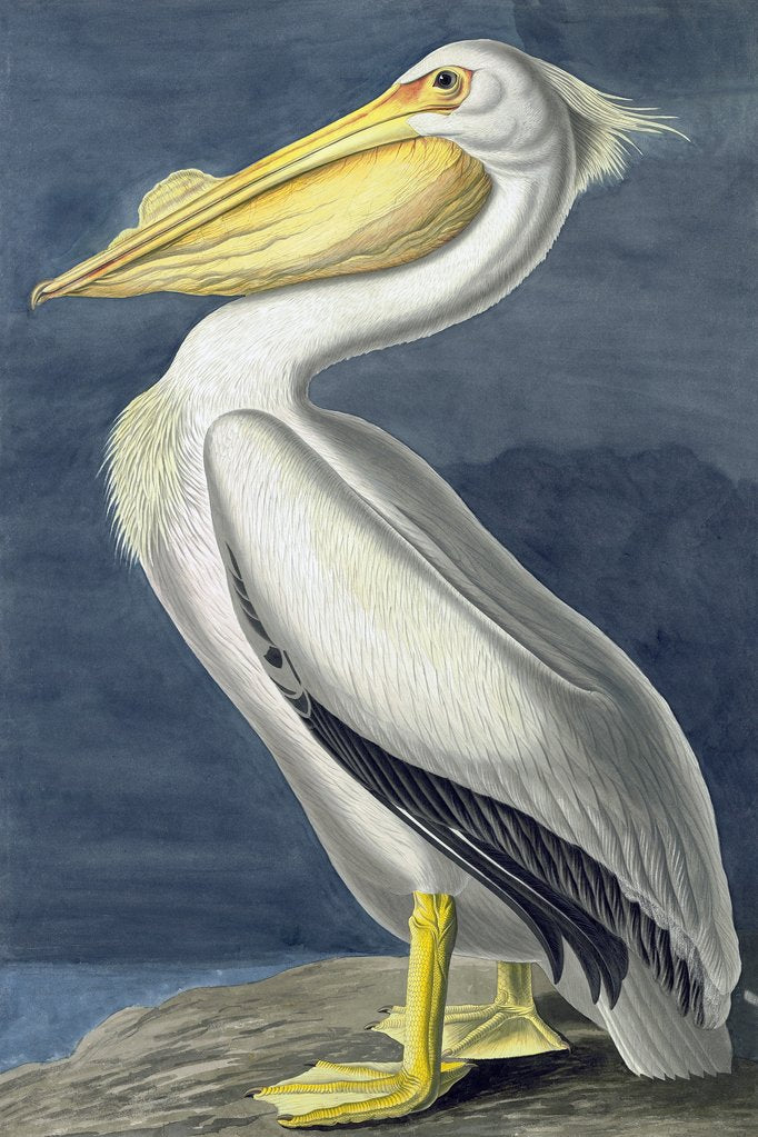 Detail of American White Pelican, Pelecanus Erythrorhynchos, 1845 by John J. Audubon