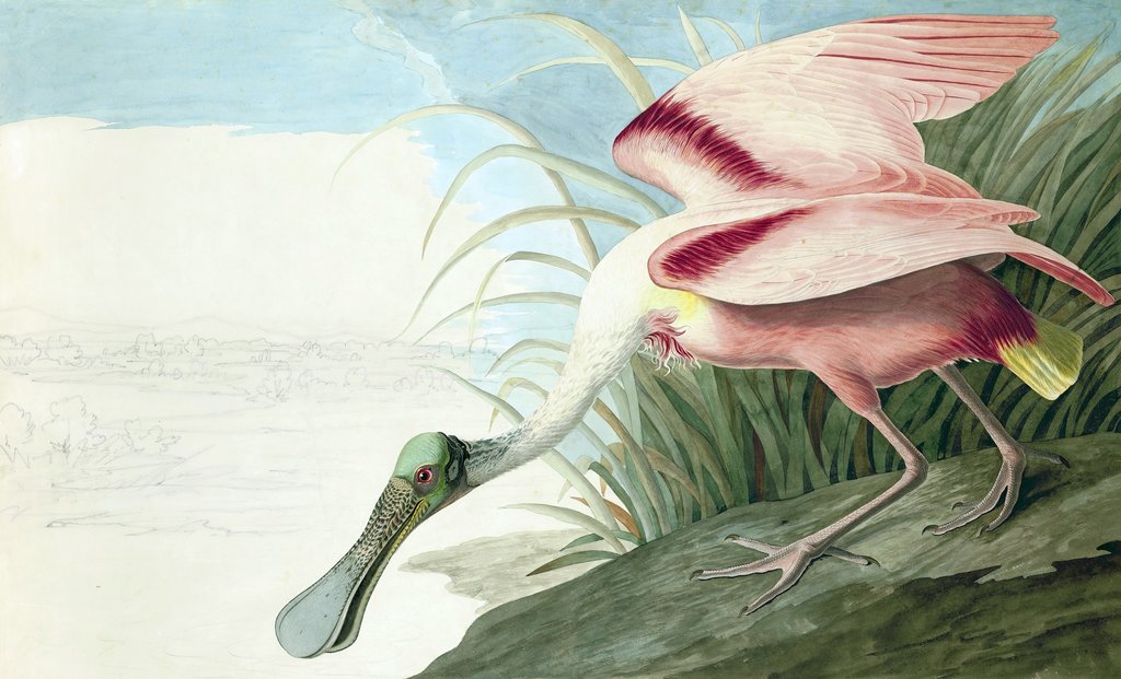 Detail of Roseate Spoonbill, Platalea Ajaja, 1845 by John J. Audubon