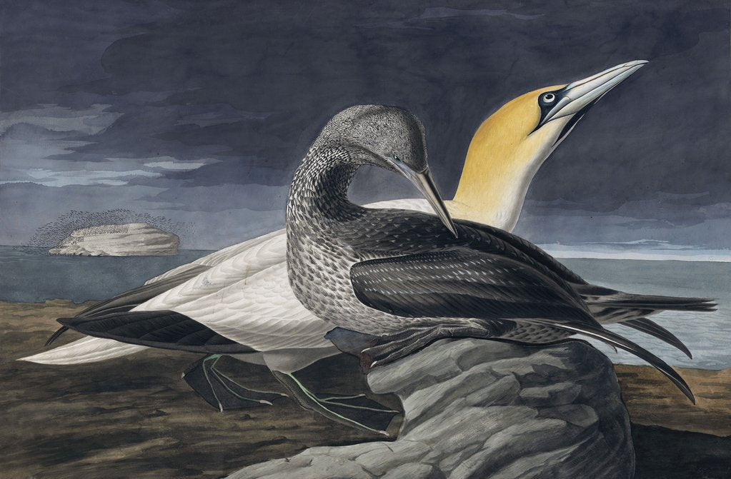 Detail of Northern Gannet, Morus Bassanus, 1845 by John J. Audubon