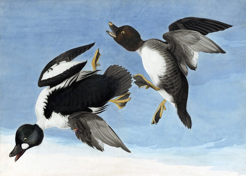 Detail of Common Goldeneye, 1845 by John J. Audubon