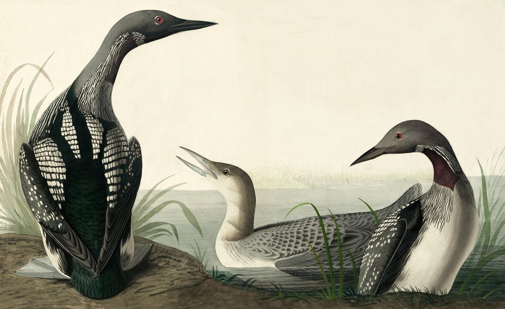 Detail of Black-throated Diver, Colymbus Arcticus, 1845 by John J. Audubon