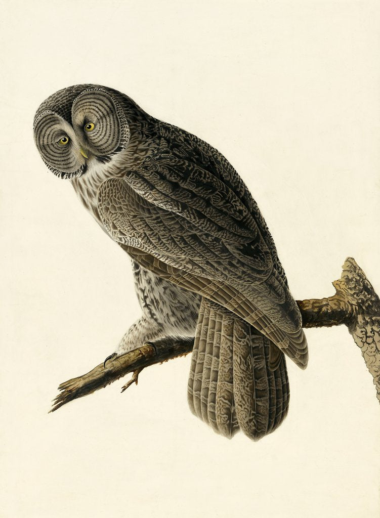 Detail of Great Cinereous Owl, Strix Nebulosa, 1845 by John J. Audubon