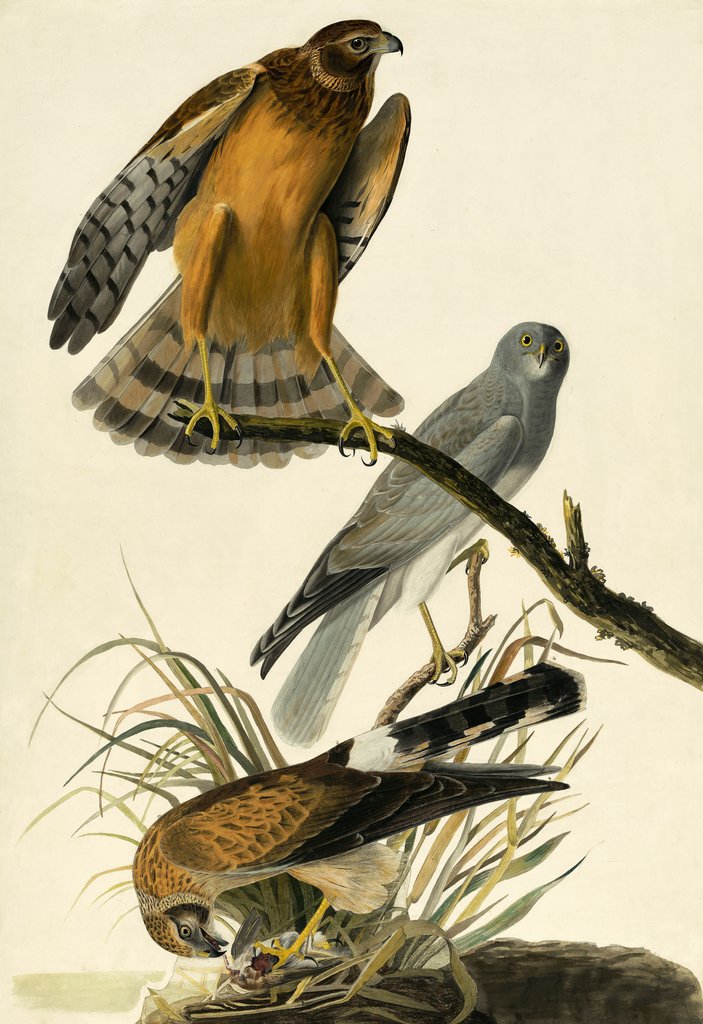 Detail of Hen Harrier, Circus Cyaneus, 1845 by John J. Audubon