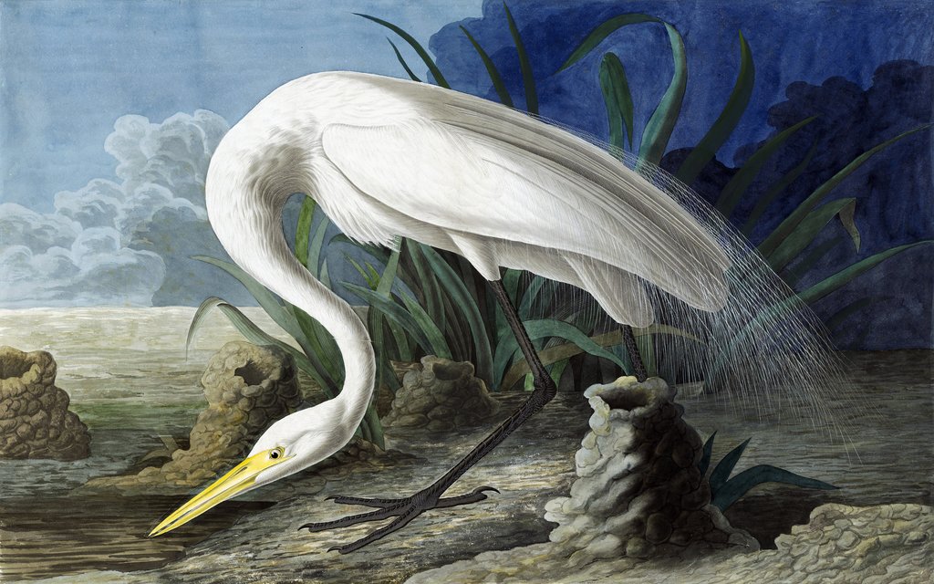 Detail of Great Egret, Casmerodius Albus, 1845 by John J. Audubon
