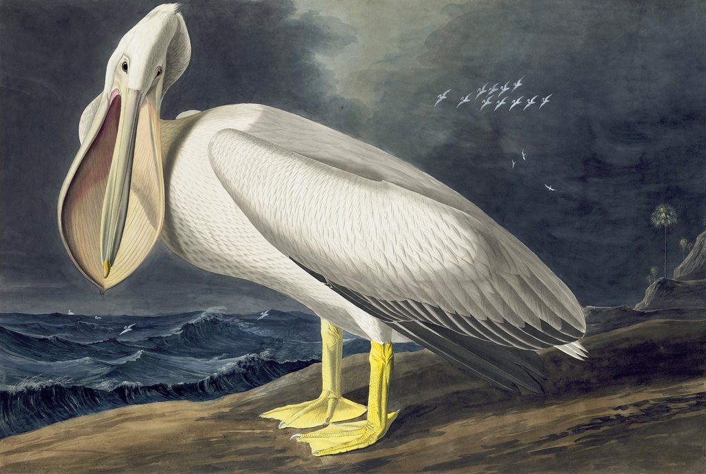 Detail of American White Pelican, Pelecanus Erythrorhynchos, 1845 by John J. Audubon