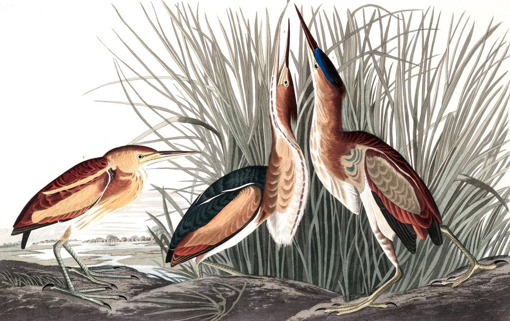 Detail of Least Bittern, Ixobrychus Exilis, 1845 by John J. Audubon