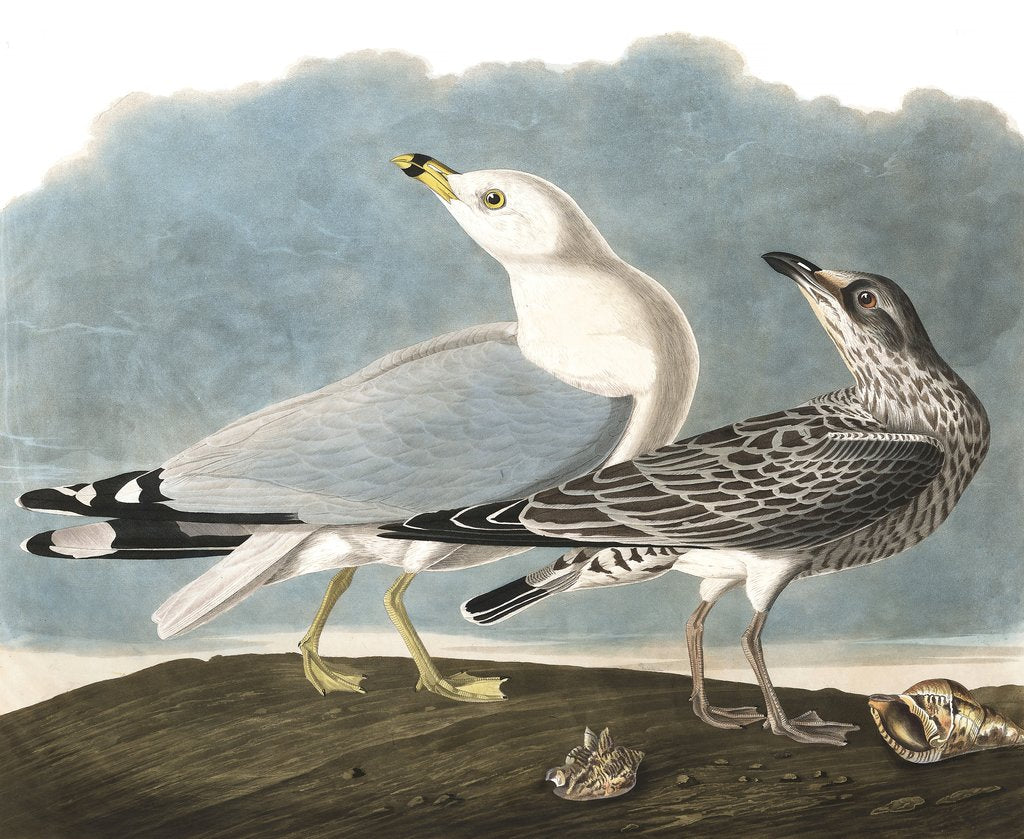 Detail of Ring-Billed Gull, Larus Delawarensis, 1845 by John J. Audubon