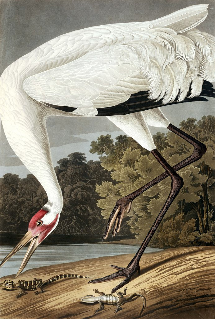 Detail of Hooping Crane, Grus Americana, 1845 by John J. Audubon