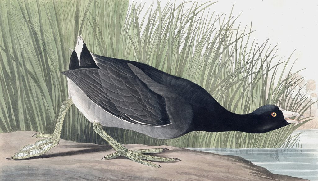 Detail of American Coot, Fulica Americana, 1845 by John J. Audubon