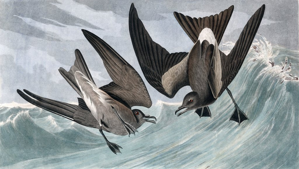 Detail of Fork Tailed Petrel, Thalassidroma Leachii, 1845 by John J. Audubon