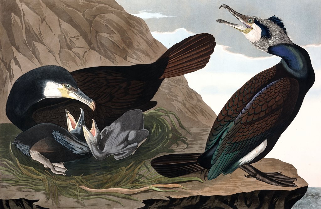 Detail of Common Cormorant, Phalacrocorax Carbo, 1845 by John J. Audubon