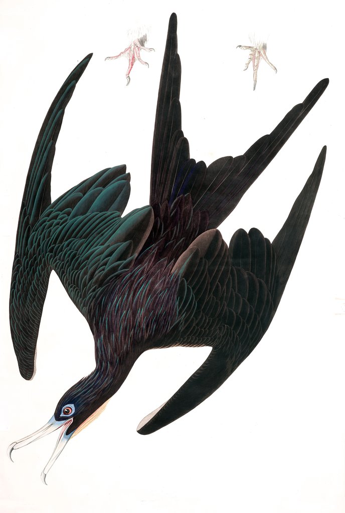 Detail of Frigate Pelican, Tachypetes Aquilis, 1845 by John J. Audubon