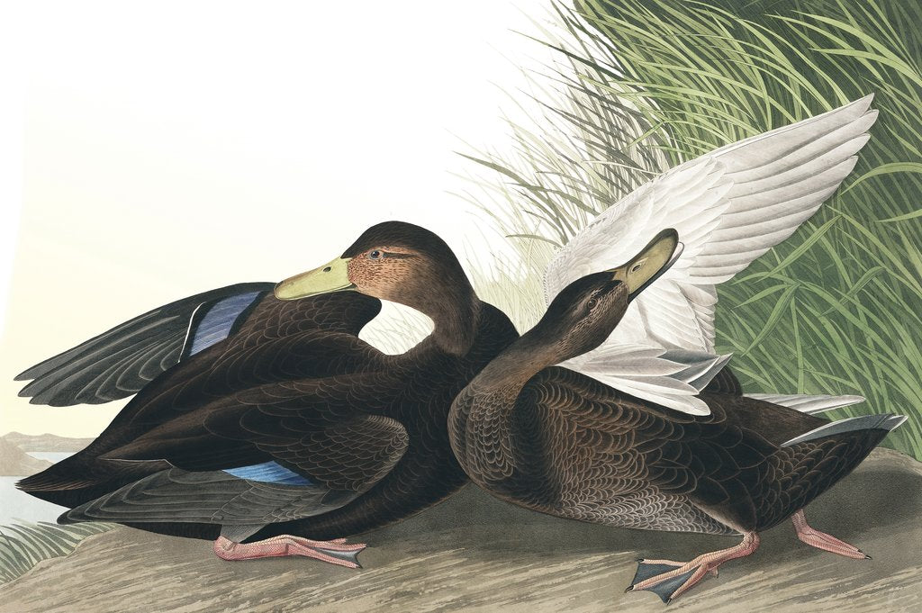Detail of Dusky Duck, Anas Obscura, 1845 by John J. Audubon