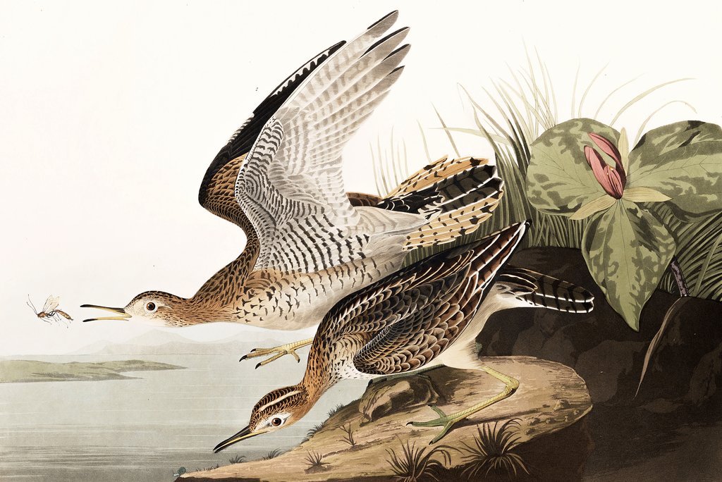 Detail of Bartram Sandpiper, Bartramia Longicauda, 1845 by John J. Audubon