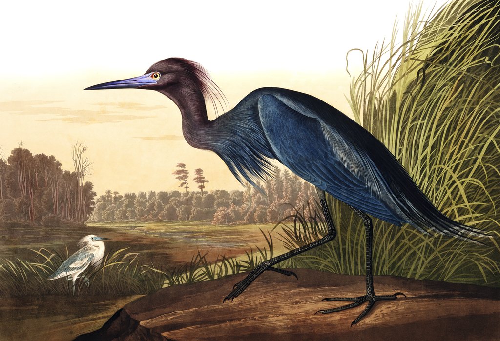 Detail of Blue Crane or Heron, Ardea Coerulea, 1845 by John J. Audubon
