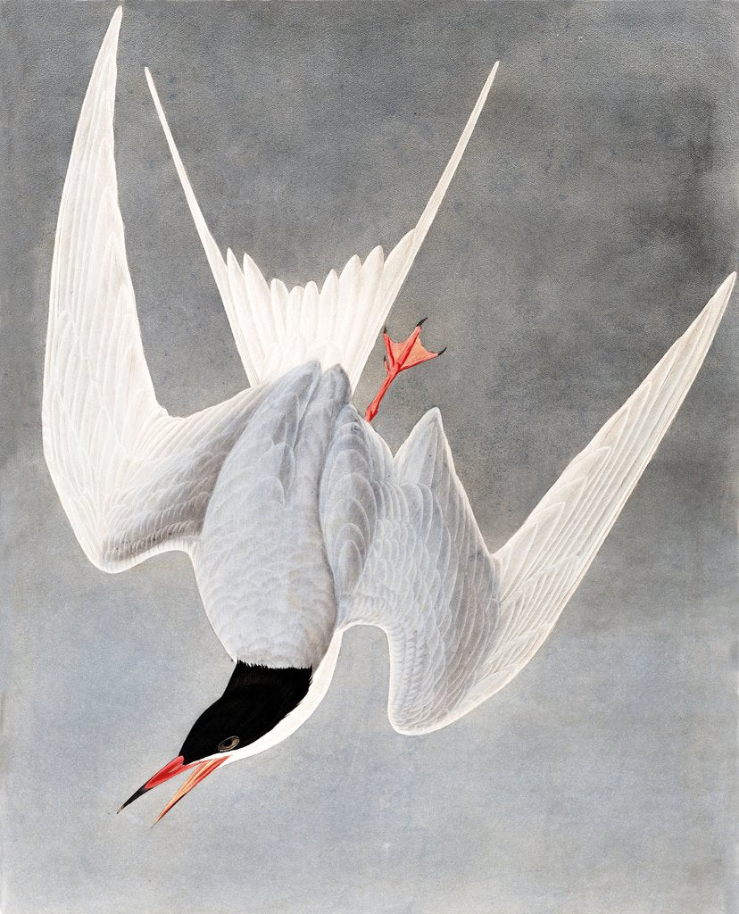 Detail of Great Tern, Sterna Hirundo, 1845 by John J. Audubon