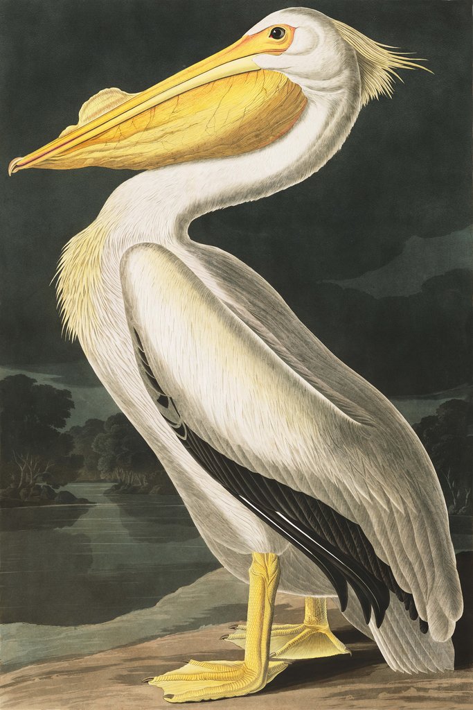 Detail of American White Pelican, Pelecanus Erythrorhynchos, 1845 by John J. Audubon