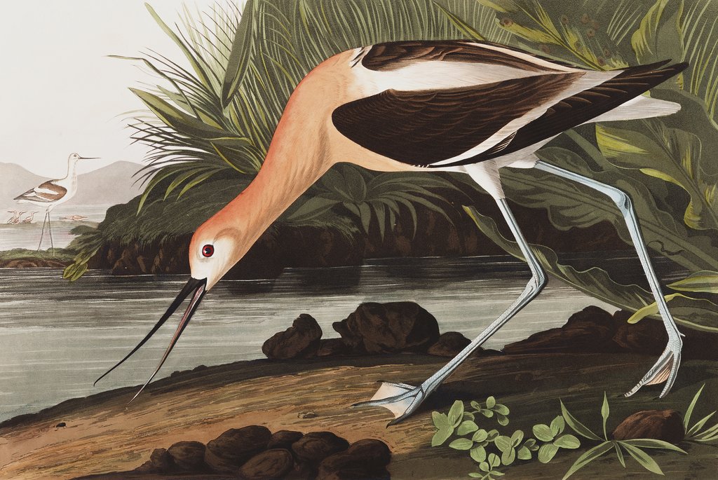 Detail of American Avocet, Recurvirostra Americana, 1845 by John J. Audubon