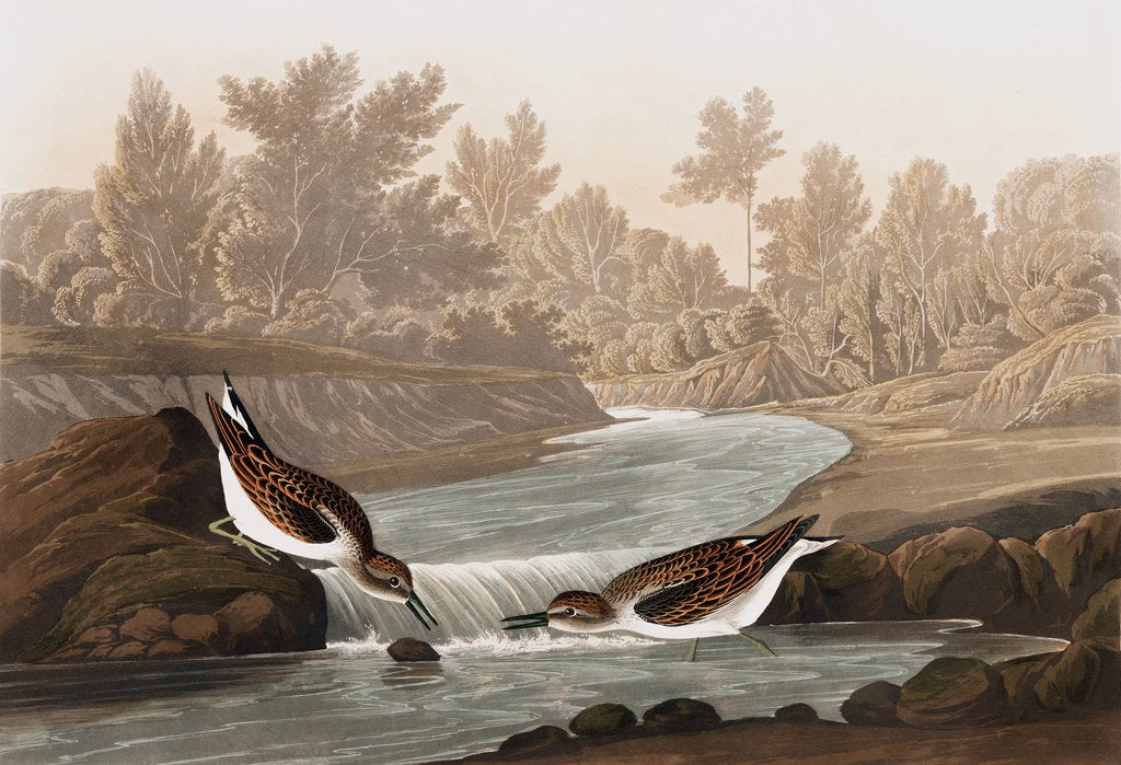 Detail of Little Sandpiper, Tringa Pusilla, 1845 by John J. Audubon