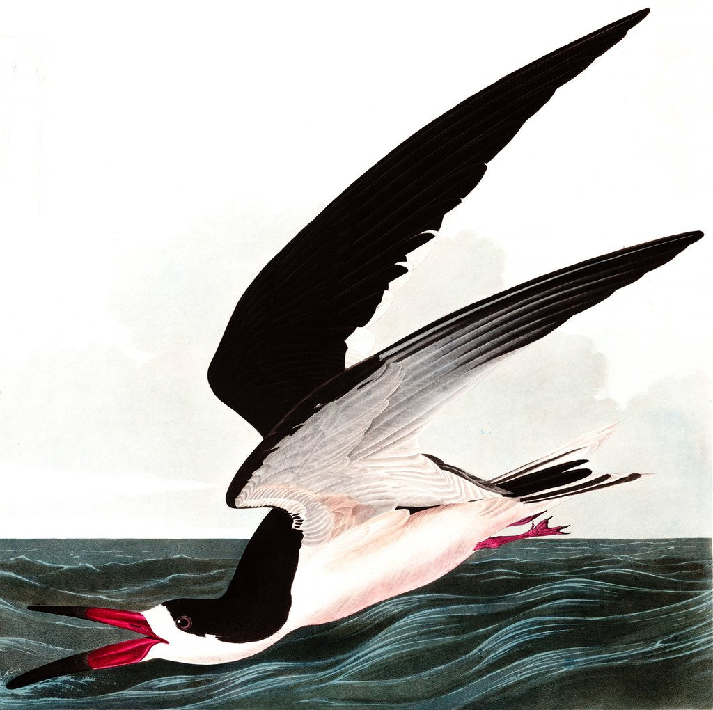 Detail of Black Skimmer or Shearwater, Rhincops Nigra, 1845 by John J. Audubon