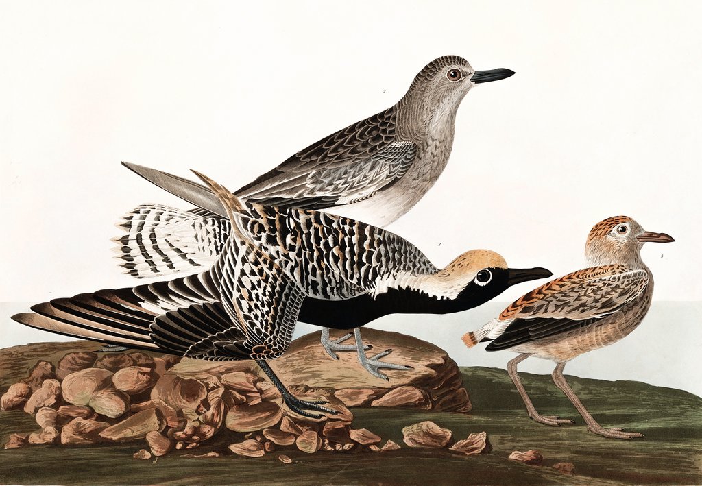 Detail of Black Bellied Plover, Charadrius Helveticus, 1845 by John J. Audubon