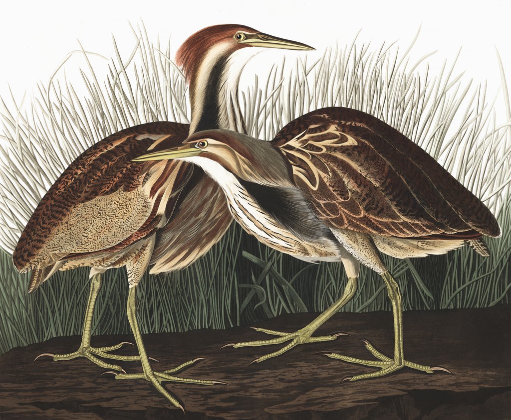 Detail of American Bittern, Botaurus Lentiginosus, 1845 by John J. Audubon